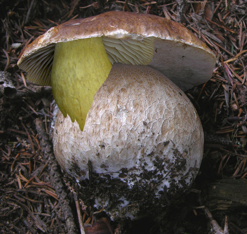 Carnevale micologico...